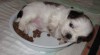 Shih-tzu - krásná štěňátka s PP 329588_t.jpg