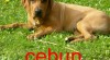 Tosa inu super cena 329675_t.jpg