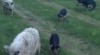 Mangalica - čstokrevná prasata na prodej 330031_t.jpg