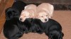 Štěňata labrador retrievera s PP 330366_t.jpg