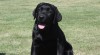 Čený labrador s PP 330588_t.jpg