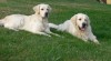 Zlatý retriever - štěňátka s PP 33087_t.jpg