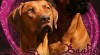 RHODÉSKÝ RIDGEBACK S PP - POSLEDNÍ ŠANCE 331134_t.jpg
