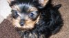 Yorkshire terrier 331530_t.jpg