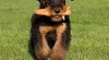 Erdelteriér- Airedale terrier,štěňata 331974_t.jpg