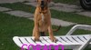 Tosa inu - výprodej 332020_t.jpg