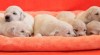 Zlatý retrívr – golden retriever s PP 332961_t.jpg