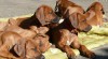 Štěňátka Rhodéského Ridgebacka s PP 332966_t.jpg