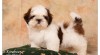 Shih-Tzu štěňátka 333062_t.jpg