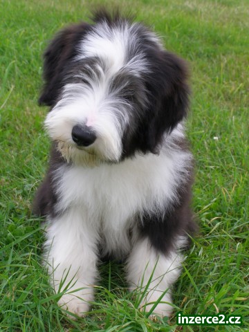 Štěňátko bearded collie s PP_1 333152_1.jpg
