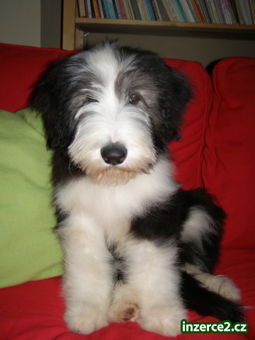 Štěňátko bearded collie s PP_2 333152_2.jpg