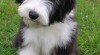 Štěňátko bearded collie s PP 333152_t.jpg