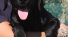 Čený labrador s PP 333655_t.jpg