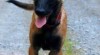 Pětiměsíční fenka BO - malinois 334016_t.jpg