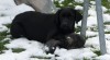 Čený labrador s PP 334031_t.jpg