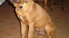 Tosa inu -super cena 334688_t.jpg