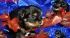 Biro, biewer, choco yorkshire 334768_t.jpg