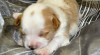 Golddust yorkshire 334773_t.jpg