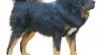 Tibetan Mastiff 33477_t.jpg