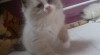 Ragdoll kocourek s PP odběr před vánocemi 335062_t.jpg