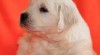Zlatý retrívr - golden retriever s PP 335689_t.jpg