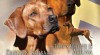 Štěňátka Rhodéského Ridgebacka s PP 335734_t.jpg