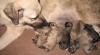 Kangal - Anatolský pastevecký pes 335771_t.jpg