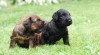 Briard - štěňata plavá i černá, výborní společníci 336754_t.jpg