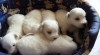 Čistokrevná štěňátka Coton de Tulear bez PP 337738_t.jpg