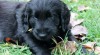 Flat coated retriever - prodám štěňátka 337949_t.jpg