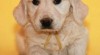Zlatý retrívr štěňata s PP - golden retriever 338422_t.jpg