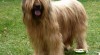 Briard - štěňata s PP 339627_t.jpg