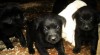 štěňata labradora s PP 340197_t.jpg