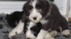 Bearded collie - Exkluzivní spojení pro ČR 340294_t.jpg