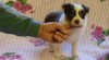 Border kolie 341323_t.jpg