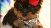 Vánoce AKC - šálek Yorkie štěňata pro přijetí 341341_t.jpg