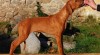 Poslední volná fenka rhodéského ridgebacka 341662_t.jpg