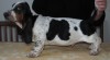 bassethound 341852_t.jpg