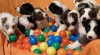 Fenky Border kolie s PP 342011_t.jpg