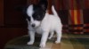Papillon - fenečka s PP 342081_t.jpg