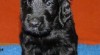 Flat coated retriever-štěňátka s PP 342607_t.jpg