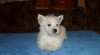 West highland white terrier 343055_t.jpg