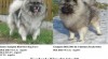 Keeshond / vlčí špic štěňata s PP - hlídač a společník 343077_t.jpg