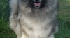 Německý špic vlčí / keeshond štěňata s PP - hlídač a společník 343078_t.jpg