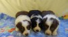 Border kolie s PP - fenky 343283_t.jpg