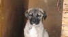 Anatolský pastevecký pes - Kangal 343722_t.jpg