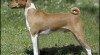 Basenji - pes, s kterým se nenudíte 344179_t.jpg