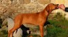 Poslední volná fenka rhodéského ridgebacka 344486_t.jpg