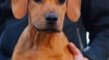 Štěně Rhodéského ridgebacka s FCI rodokmenem 345109_t.jpg