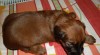Briard - štěňata s PP 345216_t.jpg